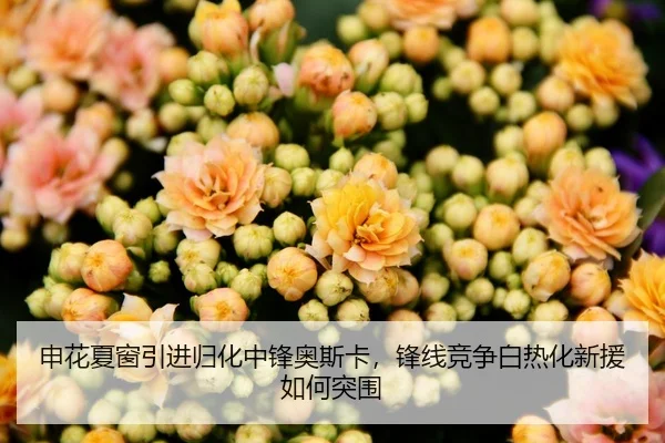 申花夏窗引进归化中锋奥斯卡，锋线竞争白热化新援如何突围